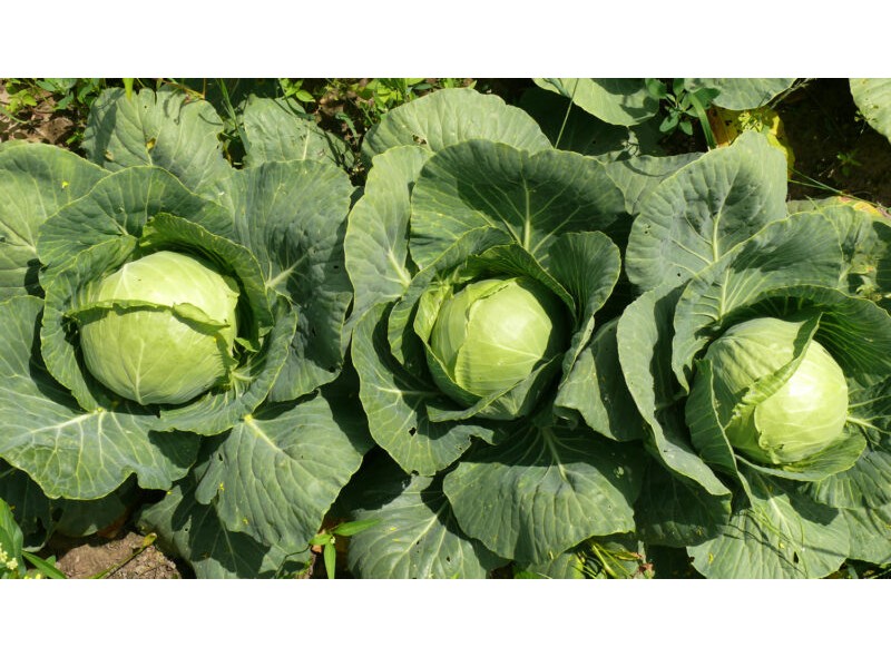 Семена капусты белокочанной Пасадена F1 (53-58 дней), 2500 сем. Lark Seeds